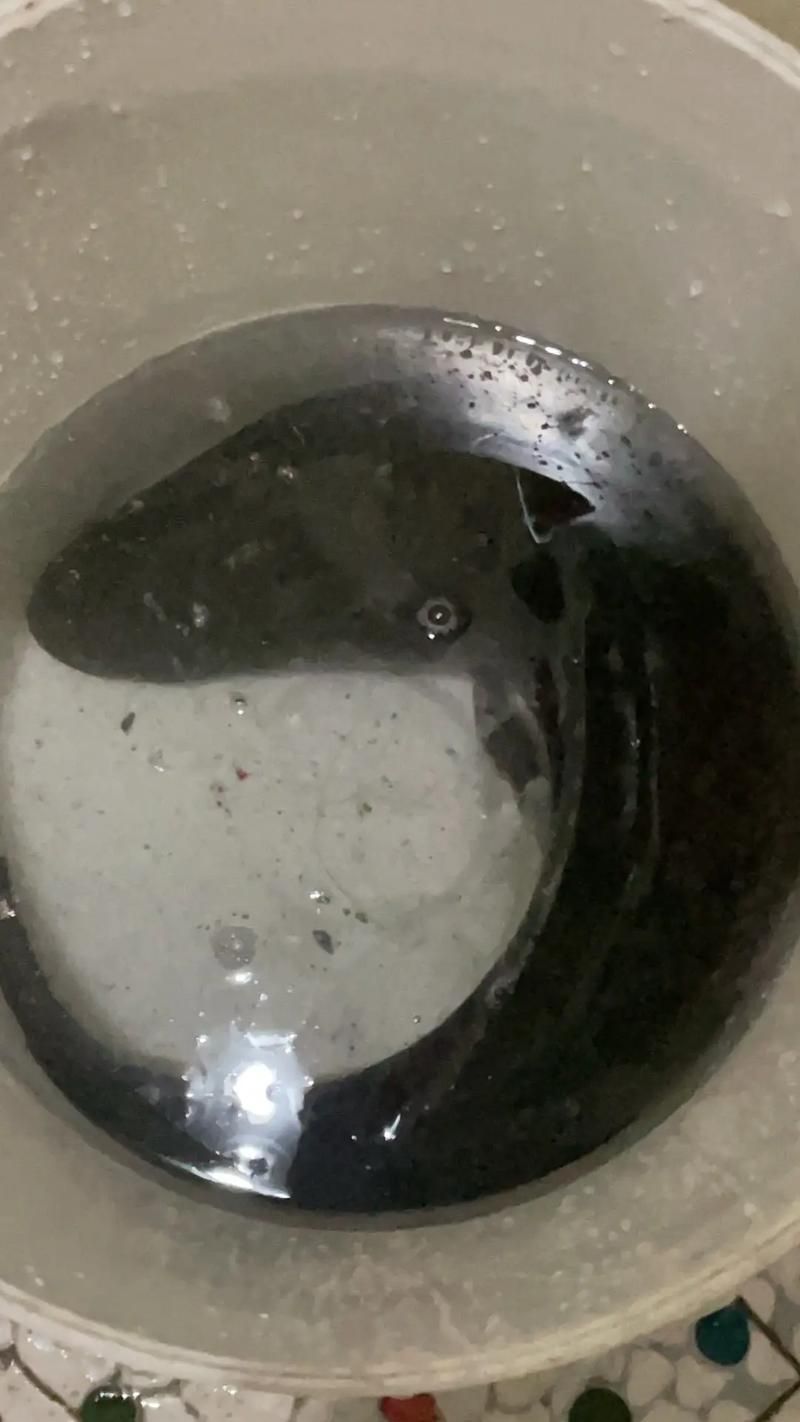 哪些品種的龍魚夜間行為最活躍，關于龍魚的知識