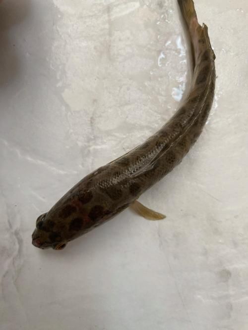 哪些品種的龍魚夜間行為最活躍，關于龍魚的知識