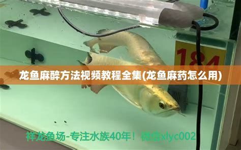 龍魚突然抽搐有哪些急救措施？，龍魚突然抽搐怎么辦