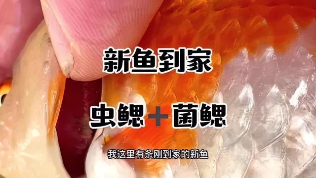 如何判斷魚是否患上菌鰓或蟲鰓，如何判斷魚患上菌鰓或蟲鰓