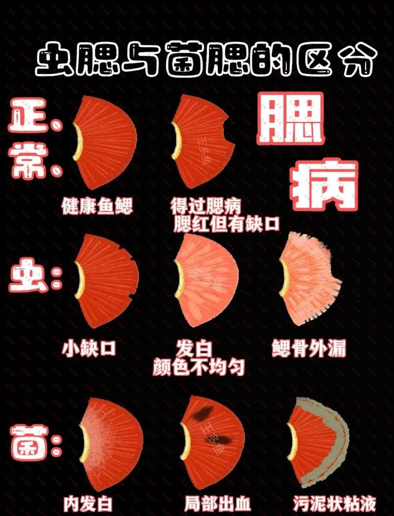 如何判斷魚是否患上菌鰓或蟲鰓，如何判斷魚患上菌鰓或蟲鰓