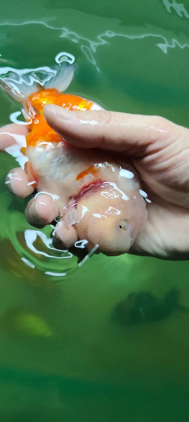 如何判斷魚是否患上菌鰓或蟲鰓，如何判斷魚患上菌鰓或蟲鰓