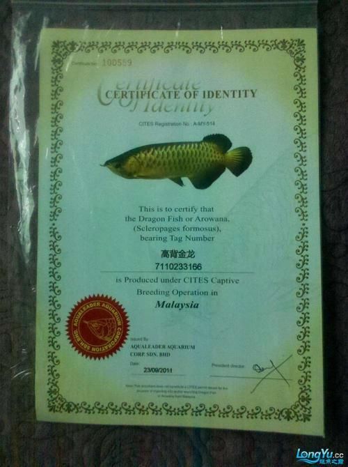 如何判斷一個龍魚場是否可靠？，判斷一個龍魚場是否可靠，用戶要求1000字內(nèi)容和配圖