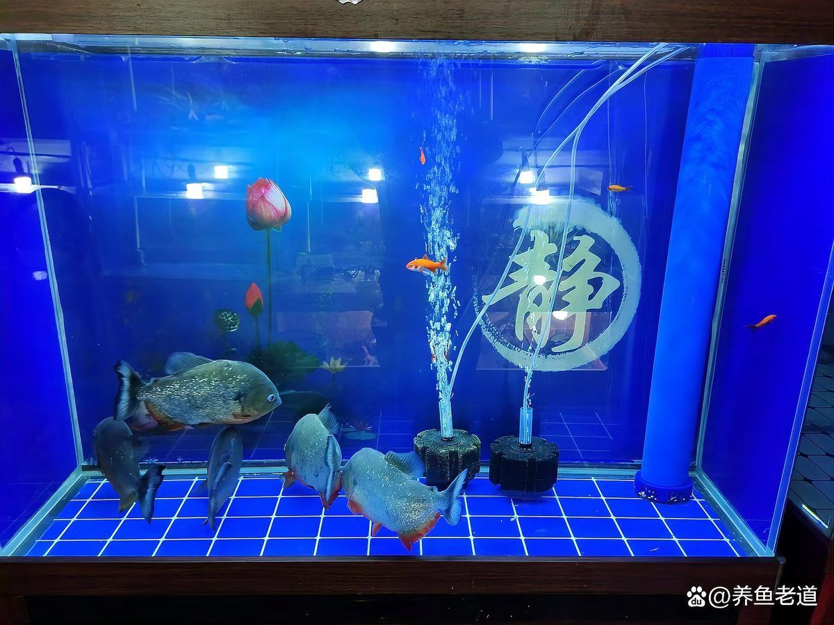 如何判斷一個龍魚場是否可靠？，判斷一個龍魚場是否可靠，用戶要求1000字內(nèi)容和配圖