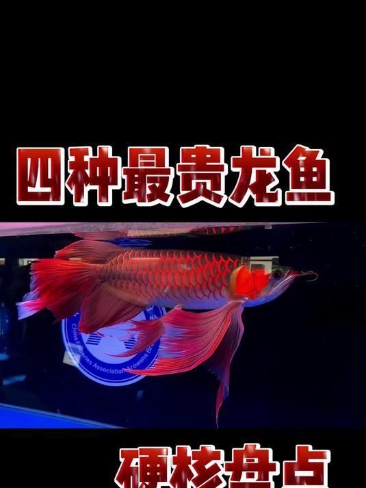 龍魚(yú)最貴的三個(gè)品種，四種最貴的龍魚(yú)硬核盤點(diǎn)全民小視頻