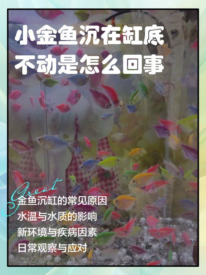 金魚趴缸底如何治療，小金魚沉在缸底不動是怎么回事