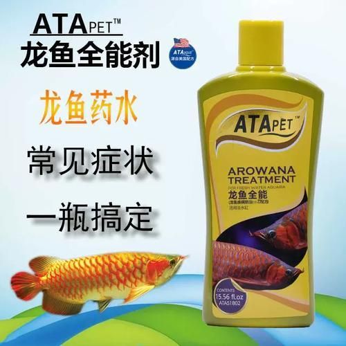 龍魚爛鰭最簡單三個步驟圖片，龍魚爛鰭家庭護理清單