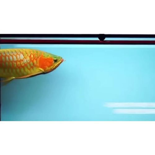 有哪些品牌紅龍魚側燈推薦，紅龍魚側燈品牌推薦：紅龍魚側燈品牌推薦紅龍魚側燈