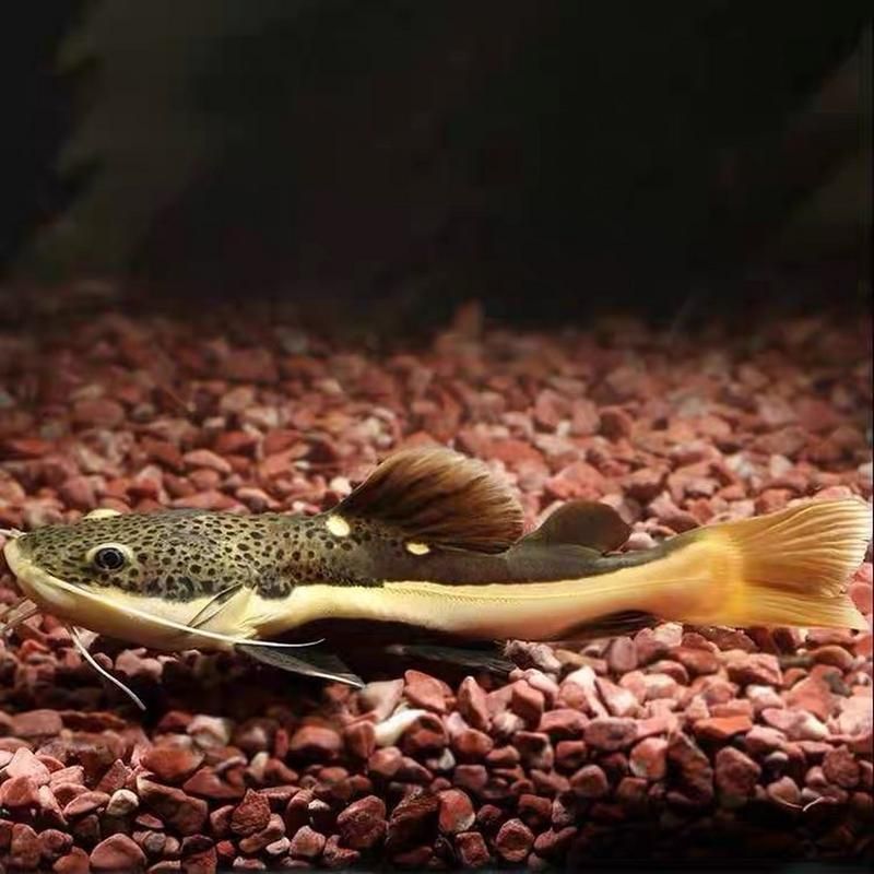 能提供一張招財貓魚的圖片嗎，如何飼養招財貓魚，招財貓魚的價格是多少