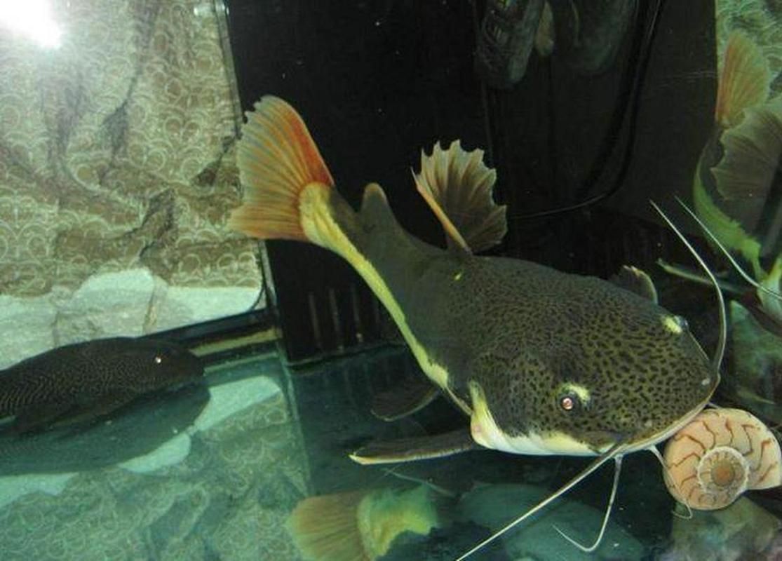 能提供一張招財貓魚的圖片嗎，如何飼養招財貓魚，招財貓魚的價格是多少