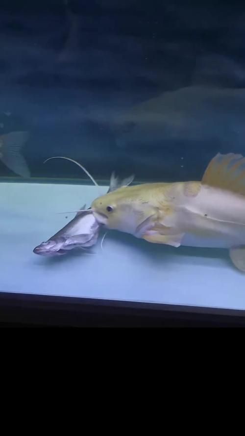 能提供一張招財貓魚的圖片嗎，如何飼養招財貓魚，招財貓魚的價格是多少