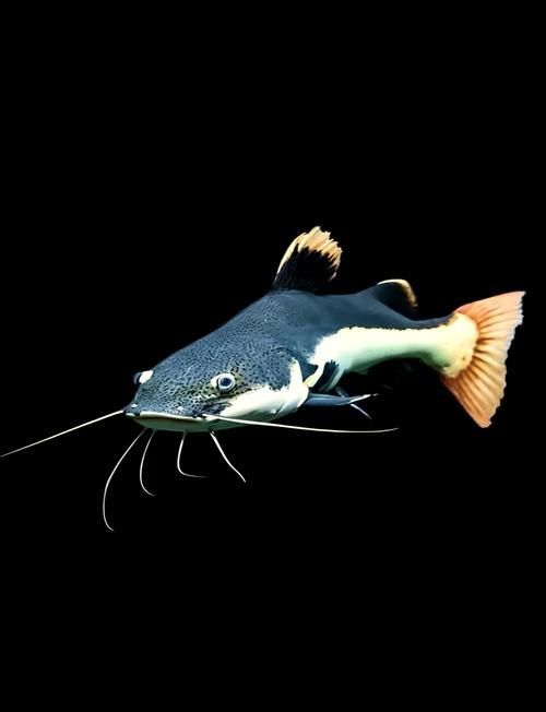 能提供一張招財貓魚的圖片嗎，如何飼養招財貓魚，招財貓魚的價格是多少