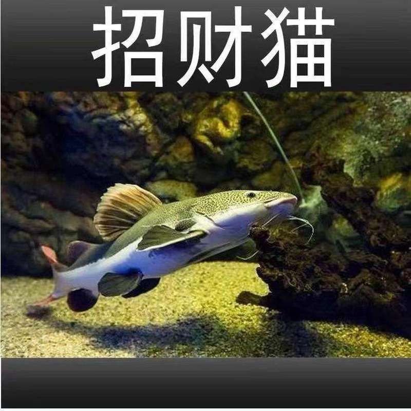 能提供一張招財貓魚的圖片嗎，如何飼養招財貓魚，招財貓魚的價格是多少