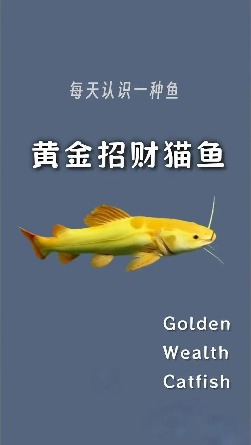 能提供一張招財貓魚的圖片嗎，如何飼養招財貓魚，招財貓魚的價格是多少
