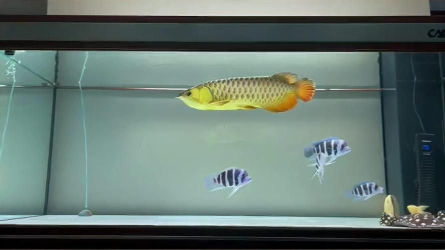 如何搜索到祥龍魚場的觀賞魚圖片？，如何找到祥龍魚場的觀賞魚圖片？
