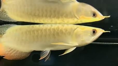 如何搜索到祥龍魚場的觀賞魚圖片？，如何找到祥龍魚場的觀賞魚圖片？