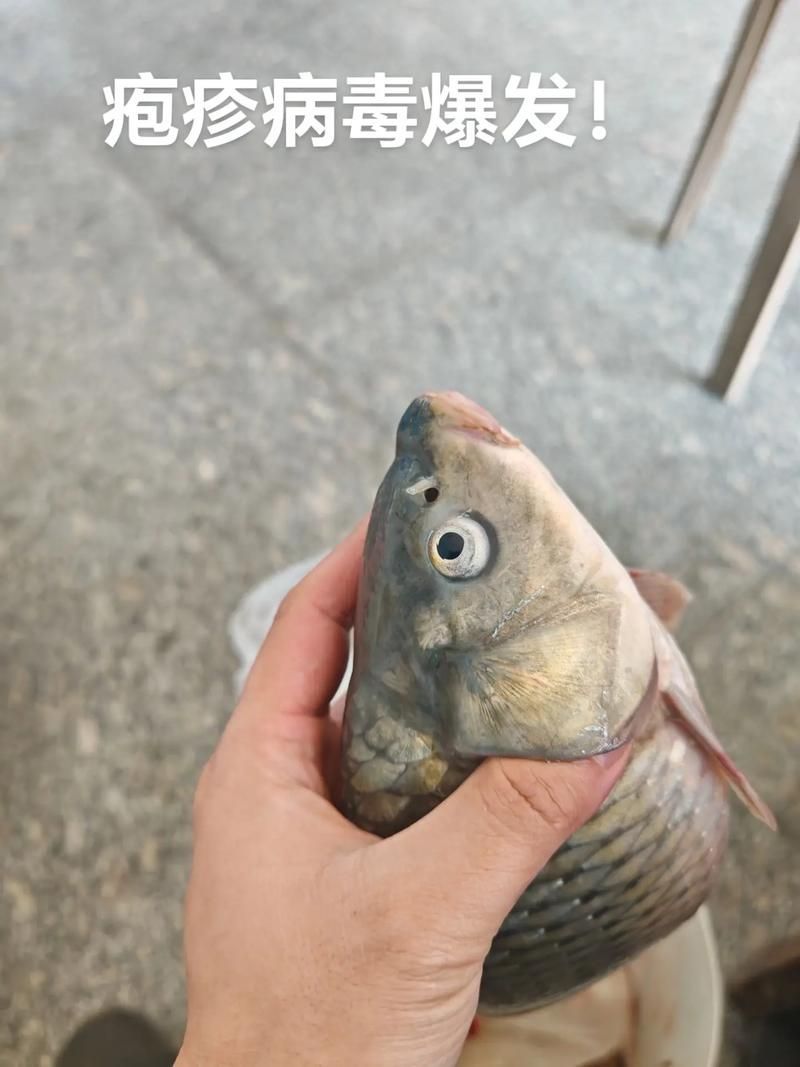 給我一份錦鯉常見病癥狀對照表，錦鯉常見疾病癥狀對照表