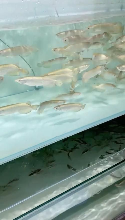 星點龍魚哪個品種最受歡迎？