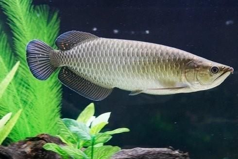 星點龍魚哪個品種最受歡迎？