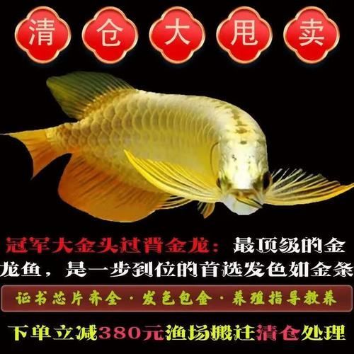 金頭過背金龍魚的市場(chǎng)價(jià)格是多少？，金頭過背金龍魚市場(chǎng)價(jià)格是多少虎紋銀板魚和銀龍魚混養(yǎng)案例分享