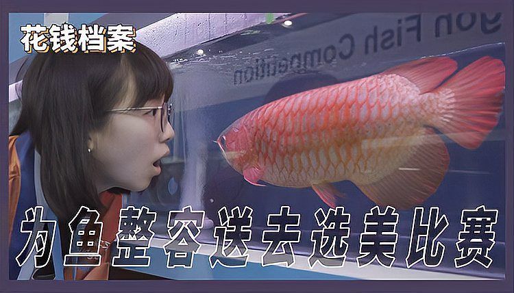 給我推薦幾條熱門的賽級紅龍魚，新增賽級紅龍魚的選擇