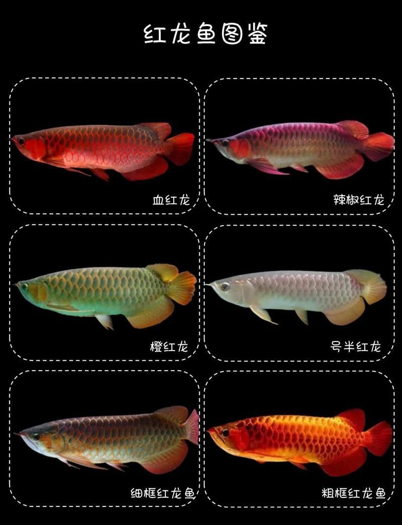 給我推薦幾條熱門的賽級紅龍魚，新增賽級紅龍魚的選擇