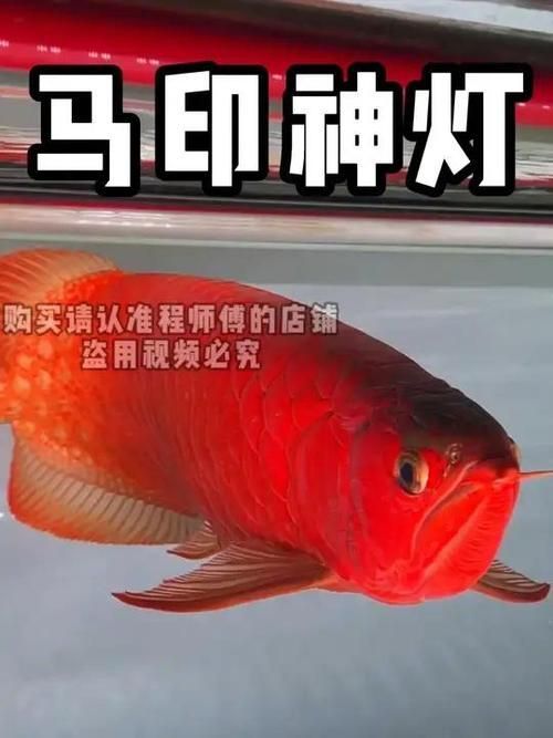 有哪些品牌的龍魚(yú)發(fā)色燈值得推薦？，龍魚(yú)發(fā)色燈哪個(gè)品牌好
