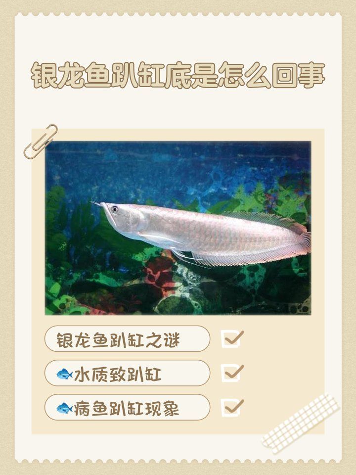 銀龍魚趴缸后多久會恢復(fù)，銀龍魚趴缸后多久會恢復(fù)銀龍魚趴缸后恢復(fù)時間因不同而異