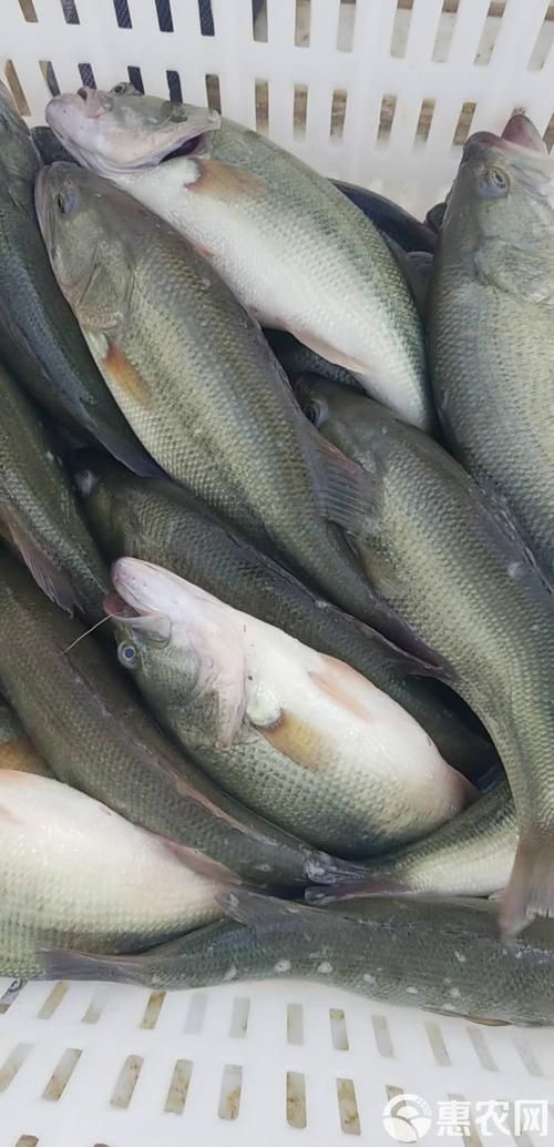 能否提供更多高利潤淡水魚的圖片，加州鱸、鱖魚、黃顙魚哪個最賺錢