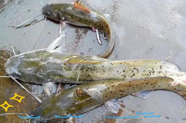 能否提供更多高利潤淡水魚的圖片，加州鱸、鱖魚、黃顙魚哪個最賺錢