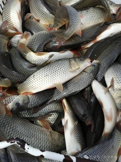 能否提供更多高利潤淡水魚的圖片，加州鱸、鱖魚、黃顙魚哪個最賺錢