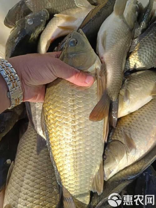 能否提供更多高利潤淡水魚的圖片，加州鱸、鱖魚、黃顙魚哪個最賺錢