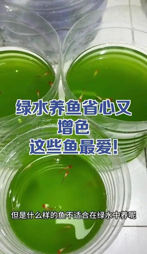 綠水養魚有哪些注意事項，綠水養魚有哪些注意事項,