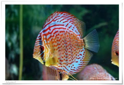 七彩神仙魚，七彩神仙魚,