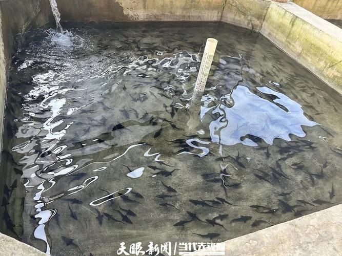 臨夏縣有哪些特色水產養殖項目，臨夏縣特色水產養殖項目：黃河鱸魚高產高效養殖項目