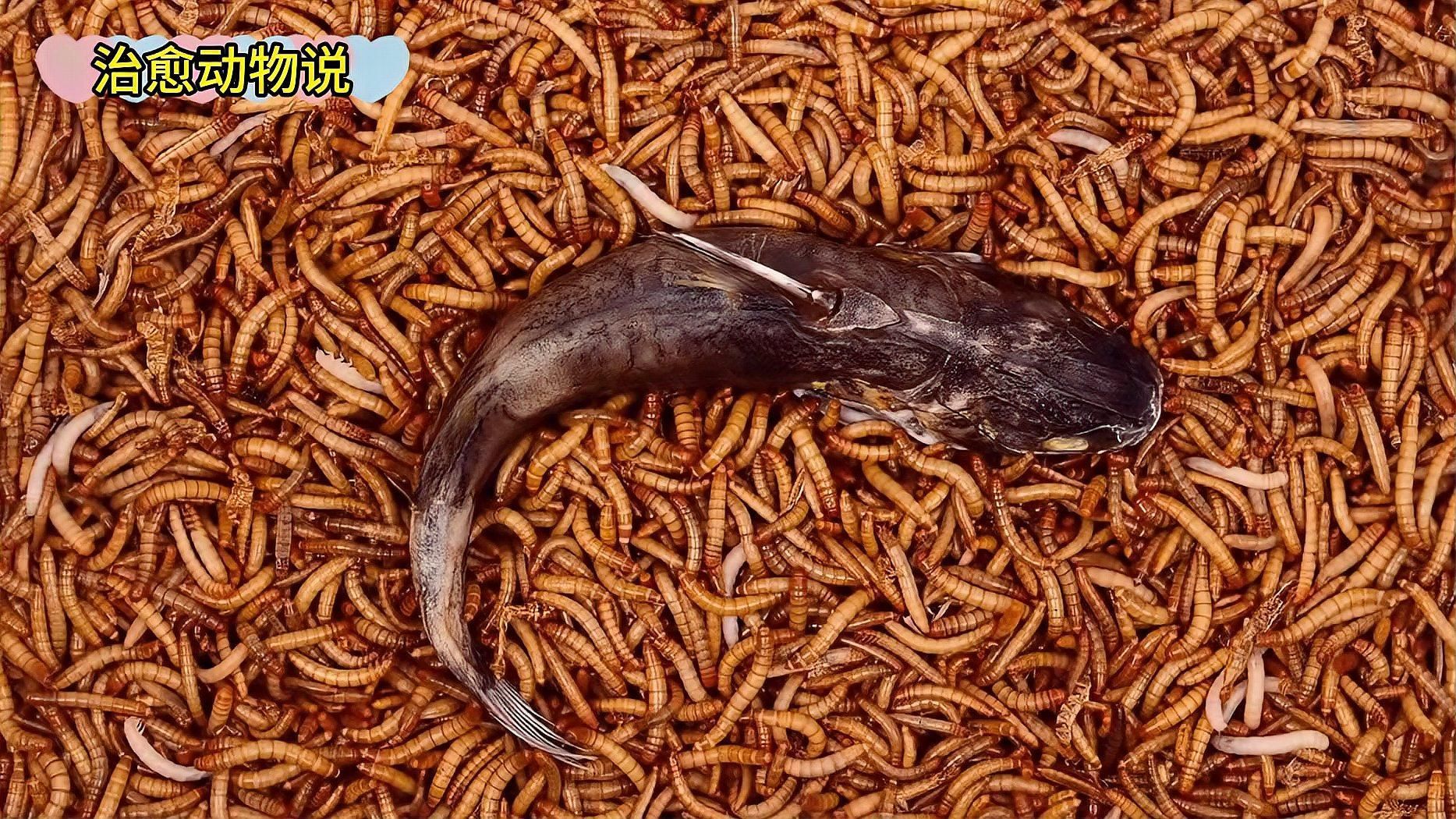 龍魚吃面包蟲有哪些注意事項(xiàng)？