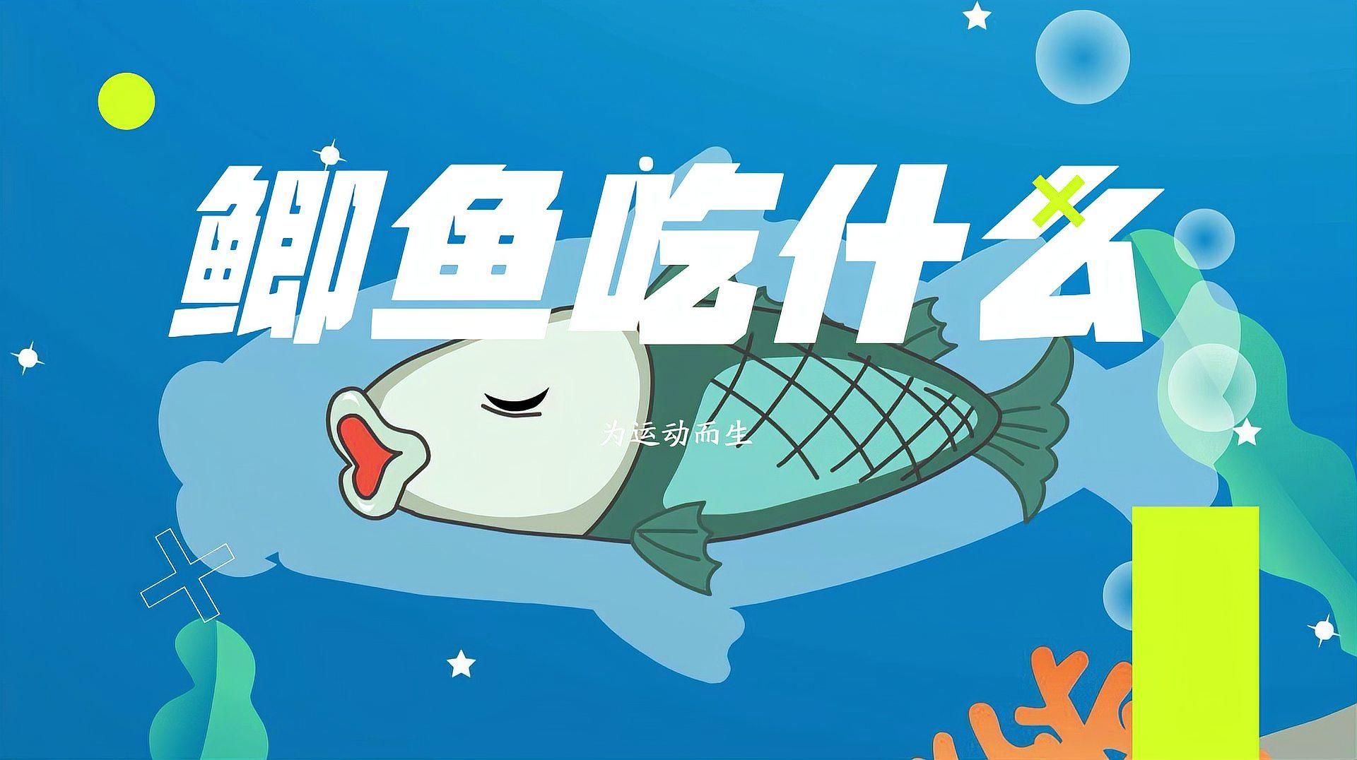 有哪些食物適合不同種類的魚，不同種類的魚的喂養方式