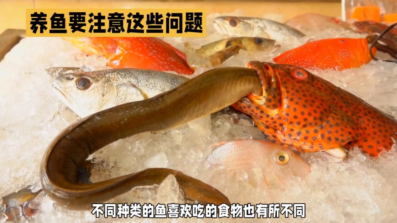 有哪些食物適合不同種類的魚，不同種類的魚的喂養方式