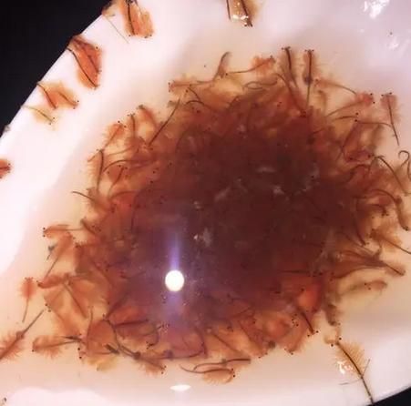 如何提高龍魚繁殖的成功率？