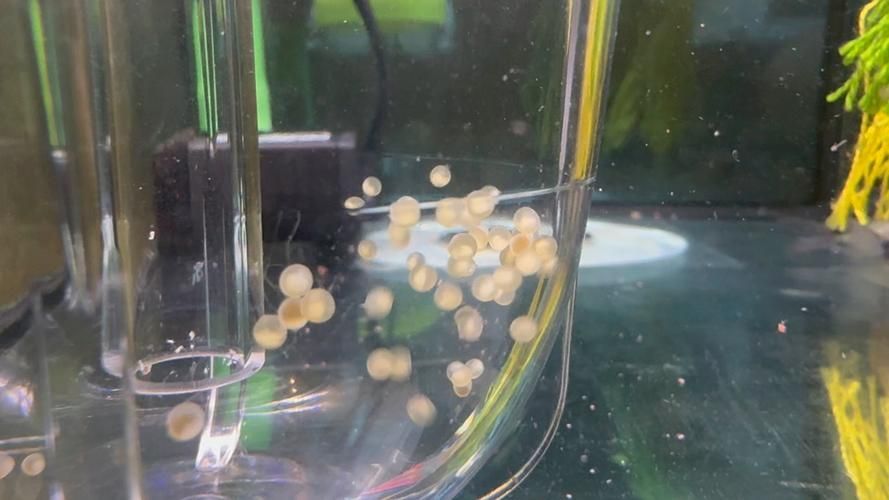 如何提高龍魚繁殖的成功率？