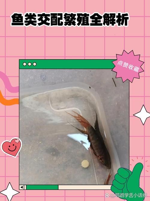 魚交尾原理示意圖，如何繪制魚交尾原理示意圖？