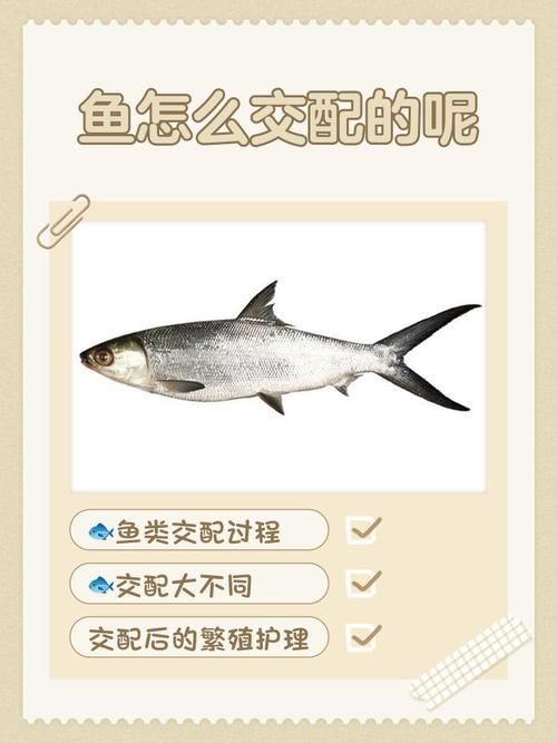 魚交尾原理示意圖，如何繪制魚交尾原理示意圖？