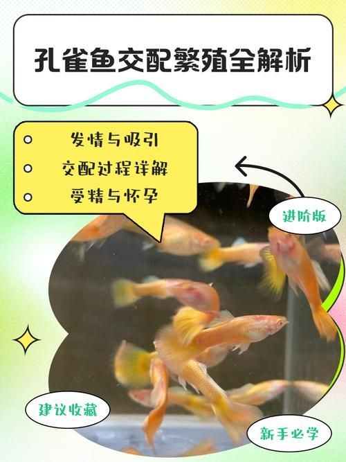 魚交尾原理示意圖，如何繪制魚交尾原理示意圖？