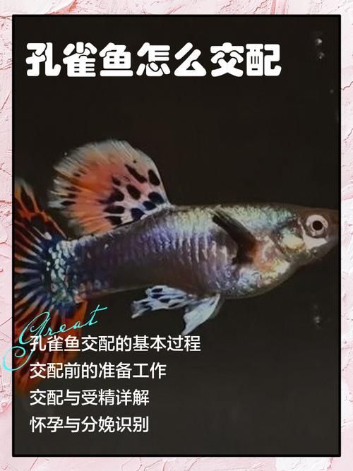 魚交尾原理示意圖，如何繪制魚交尾原理示意圖？