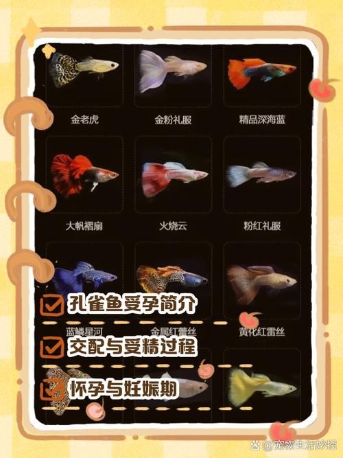 魚交尾原理示意圖，如何繪制魚交尾原理示意圖？