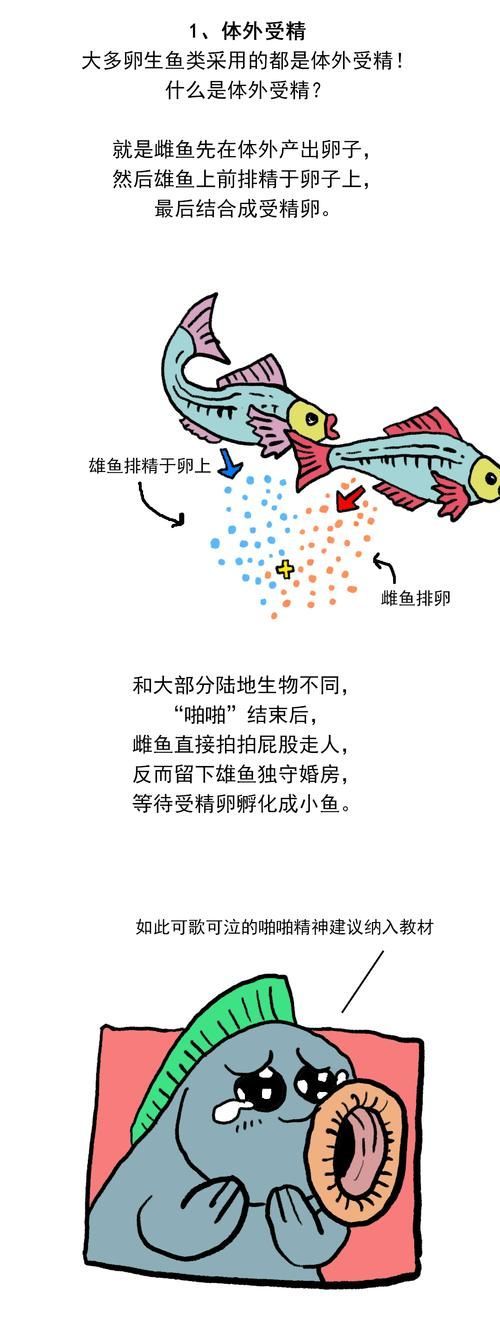 魚交尾原理示意圖，如何繪制魚交尾原理示意圖？