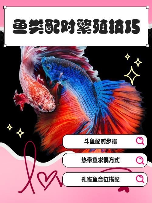 魚交尾原理示意圖，如何繪制魚交尾原理示意圖？