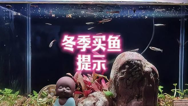 購(gòu)買觀賞魚時(shí)如何討價(jià)還價(jià)，冬季網(wǎng)購(gòu)觀賞魚提示，冬季網(wǎng)購(gòu)觀賞魚注意事項(xiàng)