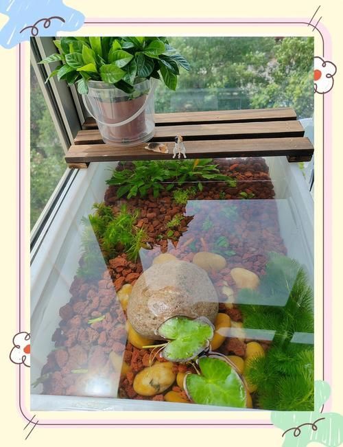 龍龜放魚缸多久見效