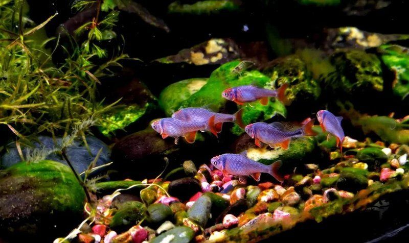 如何區分江龍魚和其他冷水魚？，如何區分江龍魚